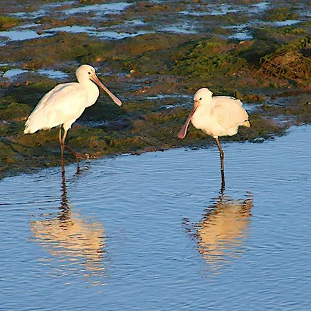 Gasthuis Moinhos Mares Fuseta