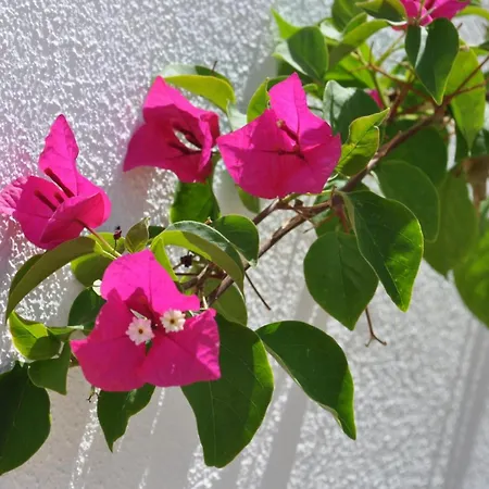 Moinhos Mares Gasthuis Fuseta