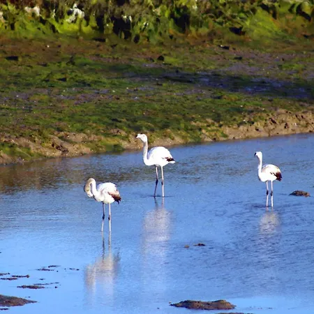Moinhos Das Mares