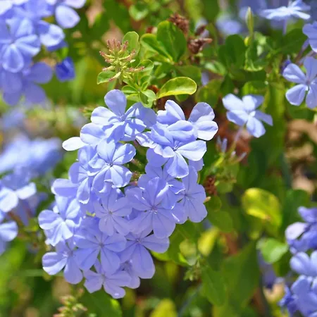 Moinhos Mares Fuzeta