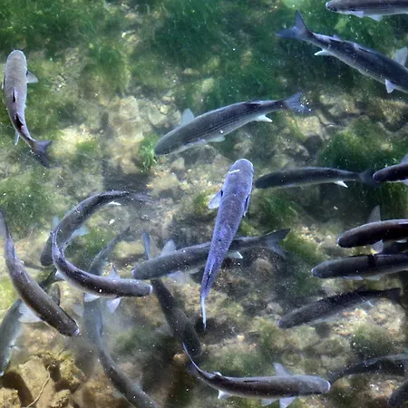 Πανσιόν Moinhos Mares 3*